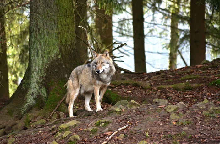 Kärntner Wolfsmanagement: Das ist kein Paukenschlag, sondern ein Streichquartett