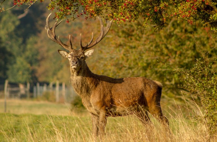 Mit neuem Jagdgesetz Wildschadens-Problem in den Griff bekommen