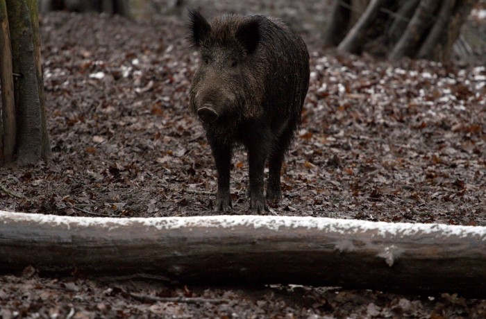 Modernes Schwarzwildmanagement zum Schutz unserer Bauernschaft endlich umgesetzt!