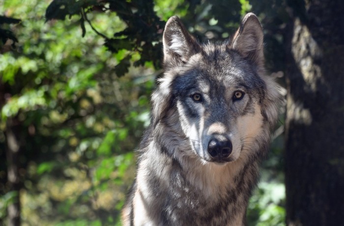 Haarsträubende Aussagen des EU-Umweltkommissars zum Wolf: Nationale Lösung umsetzen!