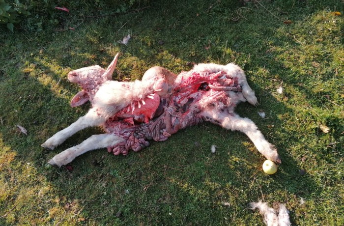 Erneute Schafsrisse durch Wölfe: Gefahr für Mensch und Tier steigt!