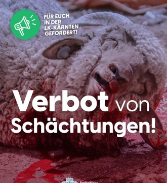 Das Schlachten ohne Betäubung, wie beim Schächten, bedeutet für Tiere massives Leid und einen qualvollen Todeskampf