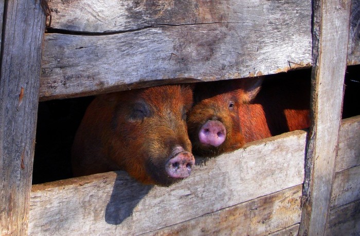 Gegen Kürzungen für die heimische Landwirtschaft im EU-Finanzplan!