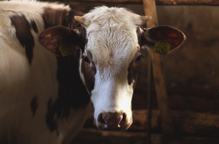 Urteil zu Kuh-Attacke gefährdet Landwirtschaft und Tourismus