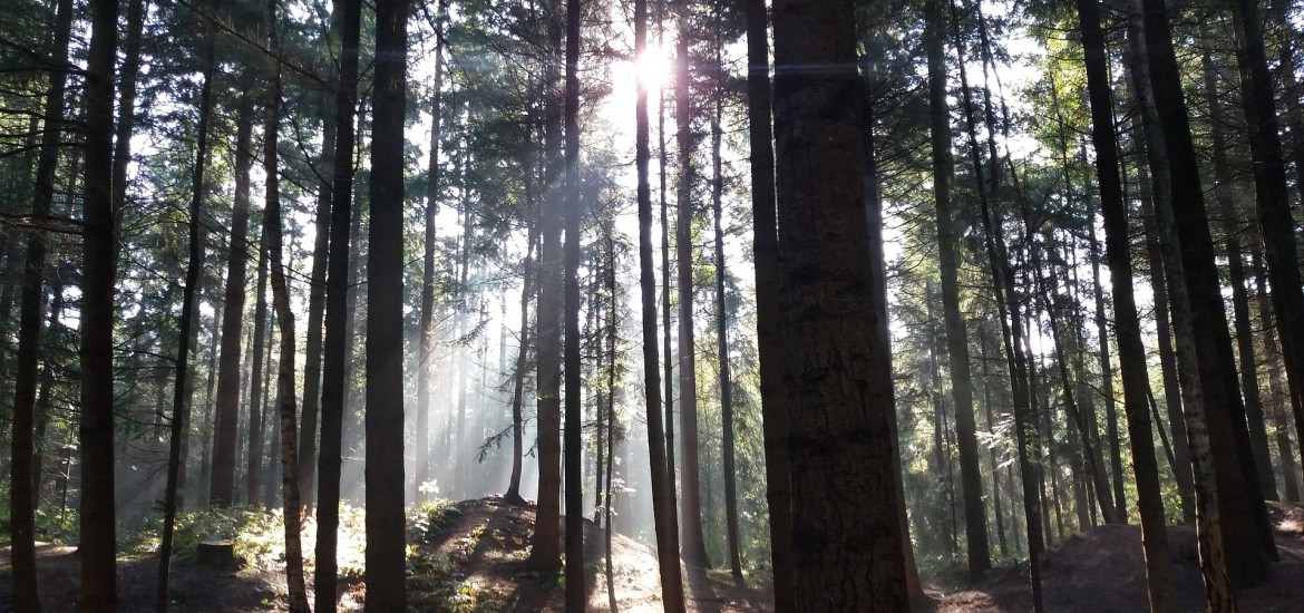 Renaturierungsverordnung: EU-Pläne sind Angriff auf das Eigentum der Bauern