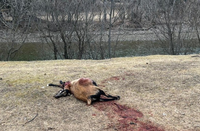 Wolfsrisse in Oberkärnten: Der Schutz von Mensch und Tier muss oberste Priorität haben