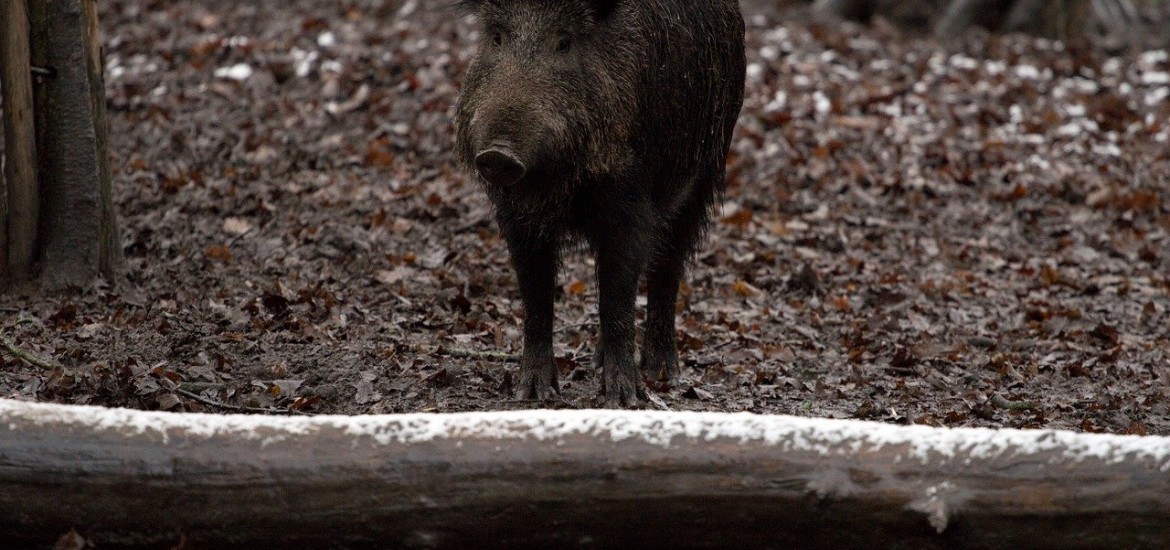 Rechtsvorkehrungen für modernes Schwarzwildmanagement zum Schutz der Bauern endlich treffen!