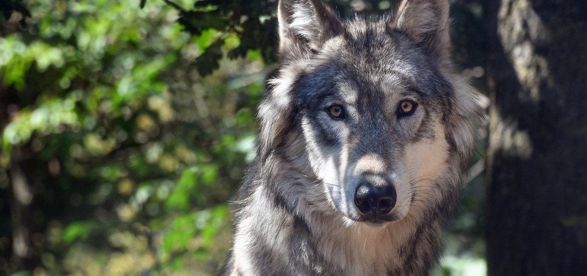 Freiheitliche fordern ein wolfsfreies Kärnten!